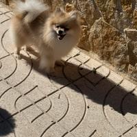 Spitz di Pomerania adulti