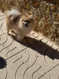 Spitz di Pomerania adulti