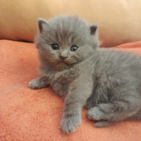 BRITISH SCOTHISFOLD short hair