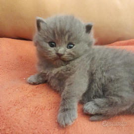 BRITISH SCOTHISFOLD short hair