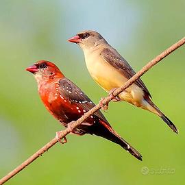 Coppie esotici vari 2024