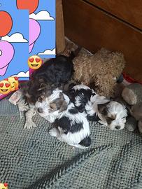 Cuccioli di Yorkshire