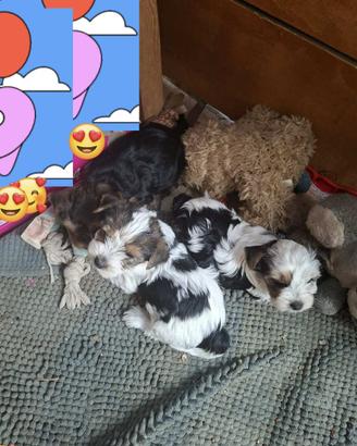 Cuccioli di Yorkshire