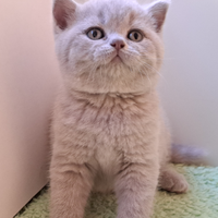 British shorthair