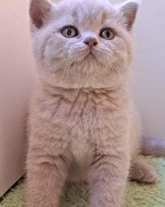 British shorthair