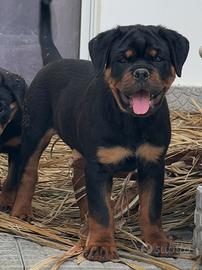 Rottweiler