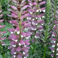 Acanto (Acanthus mollis latifolius) semi