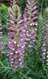 Acanto (Acanthus mollis latifolius) semi