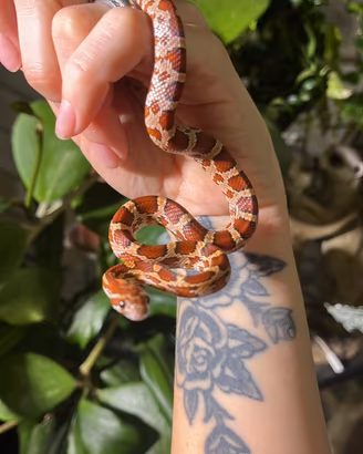 Serpenti del grano