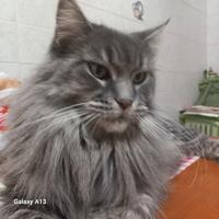 Maine coon