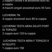 Cardinalini e lucherini TN