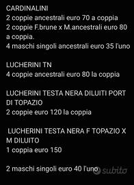 Cardinalini e lucherini TN