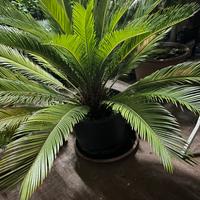 Cycas palma
