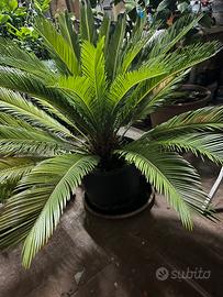 Cycas palma