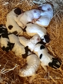 Lagotto bracca/pionter tartufi