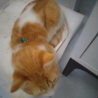 Gatto bianco e arancione