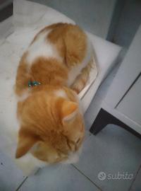 Gatto bianco e arancione