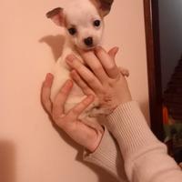 Chihuahua