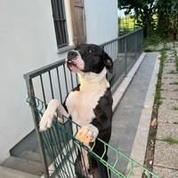 Amstaff