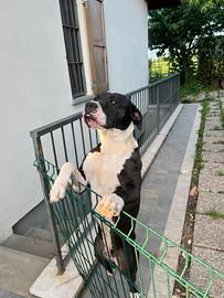 Amstaff