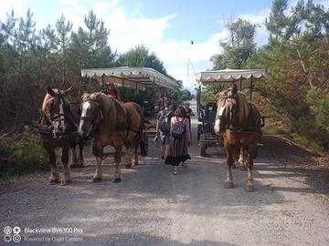 Carrozza per cavalli