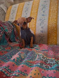 cucciolo di pincher toy 