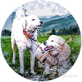 Pastore Abruzzese Aborigeno