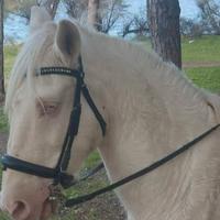 Cavallo Lusitano Bianco