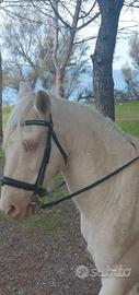 Cavallo Lusitano Bianco