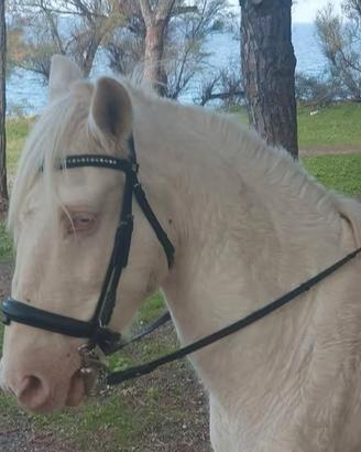 Cavallo Lusitano Bianco
