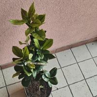 pianta limone lunario 