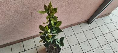 pianta limone lunario 