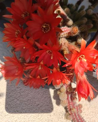 Set N 10 polloni cactus 