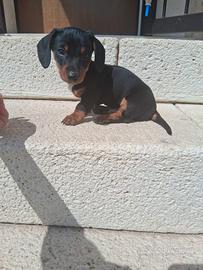 Cucciolo di bassottino super nano