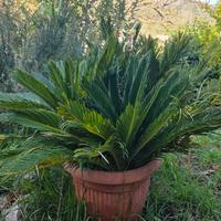 Cycas pianta
