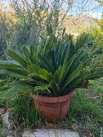 Cycas pianta