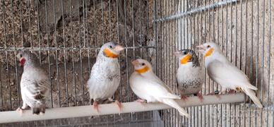 Diamanti Gola tagliata esotici