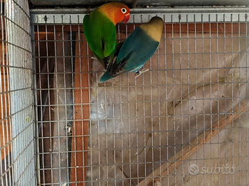 Inseparabili Fischer