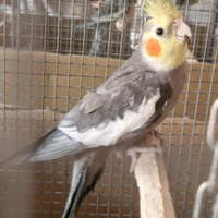 Pappagalli Calopsite