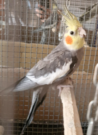 Pappagalli Calopsite