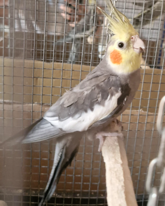 Pappagalli Calopsite