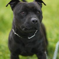 Monta Staffordshire bull terrier