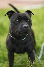 Monta Staffordshire bull terrier