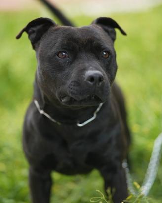 Monta Staffordshire bull terrier