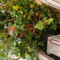 EDERA per appartamento o giardino