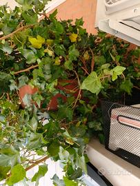 EDERA per appartamento o giardino