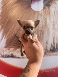 Chihuahua toy femminuccia piccolissima