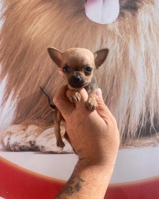 Chihuahua toy femminuccia piccolissima