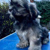 Cuccioli Lhasa Apso