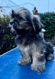 Cuccioli Lhasa Apso
